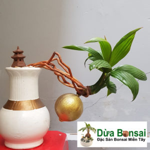 Dừa Bonsai Thác Đổ