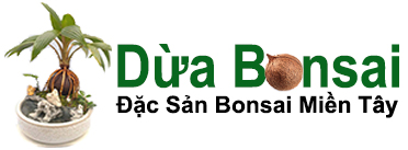 Dừa Bonsai – Nghệ Thuật Bonsai Miền Tây