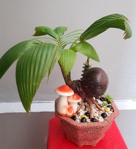 Dừa bonsai bình dân