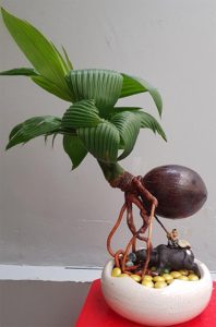 Dừa bonsai dáng đẹp