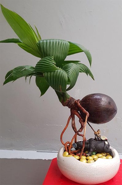 Dừa bonsai đẹp